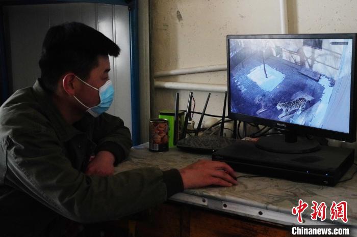 圖為雪豹“奶爸”史壽軍通過監(jiān)控察看雪豹情況?！●R銘言 攝
