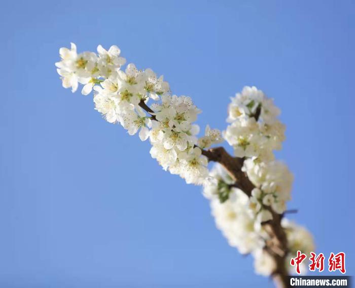 李花盛開(kāi)?！『吻搴?攝
