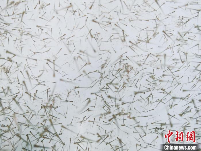 圖為魚苗?！?zhí)砀?攝