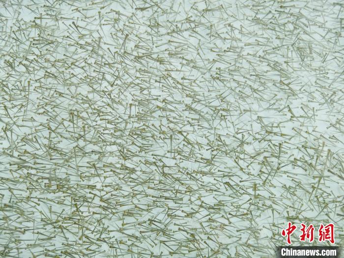 圖為密集培育的魚苗?！?zhí)砀?攝