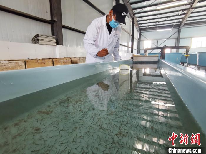 圖為工作人員檢查魚苗?！?zhí)砀?攝