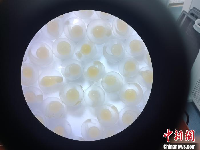圖為顯微鏡下的魚卵?！∏嗪：沲幘茸o中心 供圖