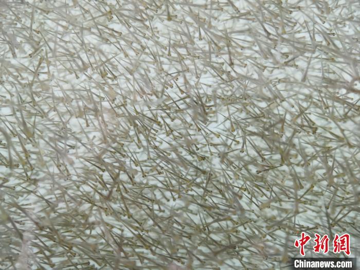 圖為密集分布的魚苗?！?zhí)砀?攝