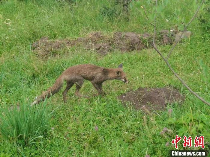 青?；ブ骄戎鷩叶壉Ｗo(hù)野生動物赤狐