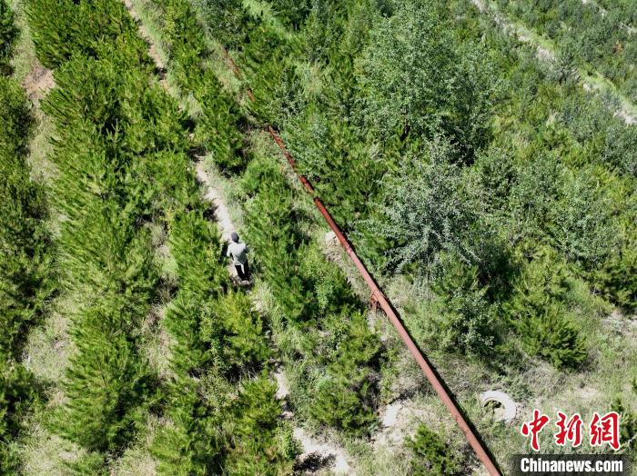 航拍建行青海省分行綠化區(qū)施工隊隊長盧占祥正在巡護綠化區(qū)。　祁增蓓 攝