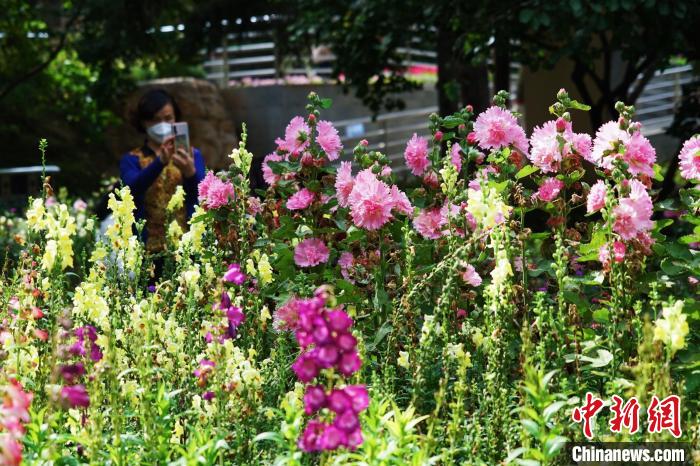 圖為市民在西寧園林植物園內(nèi)賞花拍照?！●R銘言 攝