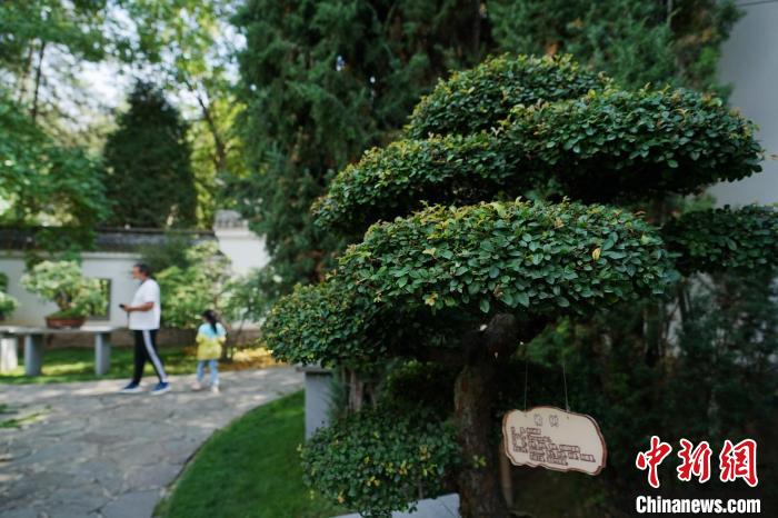 圖為在西寧園林植物園內(nèi)，造型奇特的盆景吸引市民?！●R銘言 攝