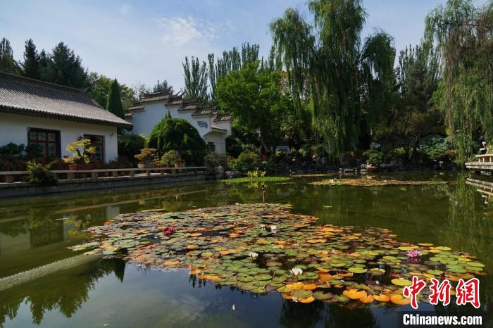 圖為西寧園林植物園秋日風(fēng)景別有韻味?！●R銘言 攝