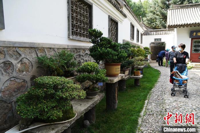 圖為市民在西寧園林植物園內(nèi)觀賞盆景?！●R銘言 攝