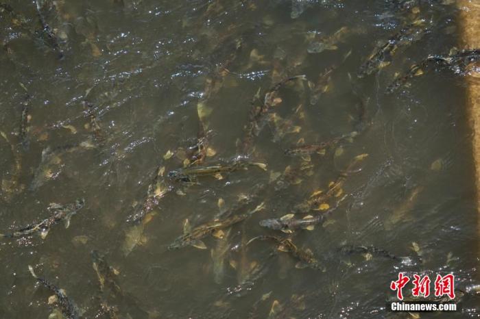資料圖：圖為今年5月底到8月初，青海湟魚洄游產(chǎn)卵 馬銘言攝
