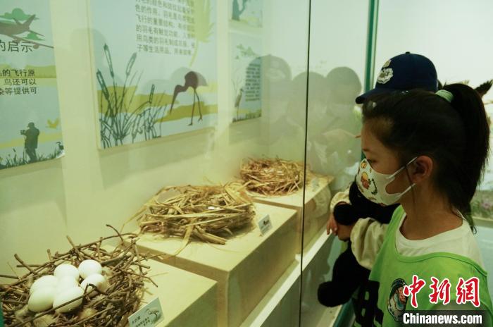 圖為小朋友在青海西寧湟水國家濕地公園科普館內(nèi)參觀學(xué)習(xí)。　馬銘言 攝