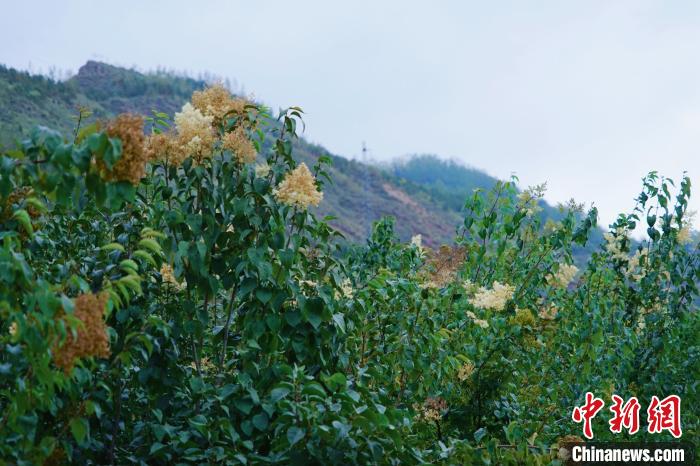 圖為西寧北山上的丁香樹?！●R銘言 攝