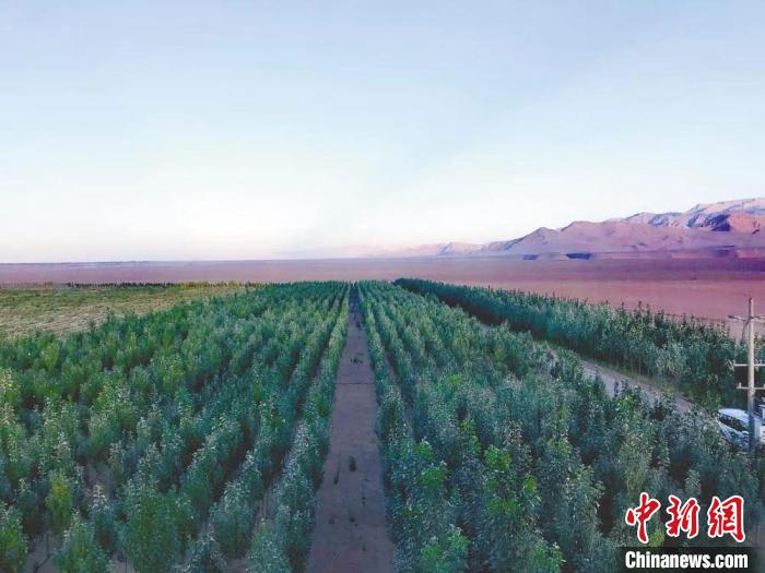 圖為格爾木境內(nèi)種植的綠樹。　格爾木融媒體中心供圖