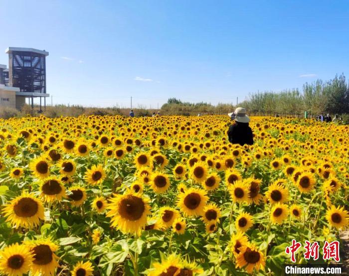 圖為格爾木境內(nèi)的向日葵花海?！「駹柲救诿襟w中心供圖