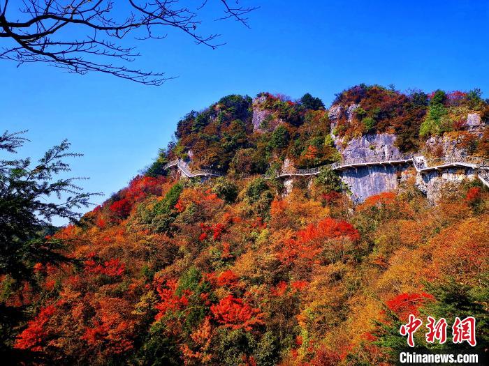 巴山大峽谷漫天紅葉。　張平 攝