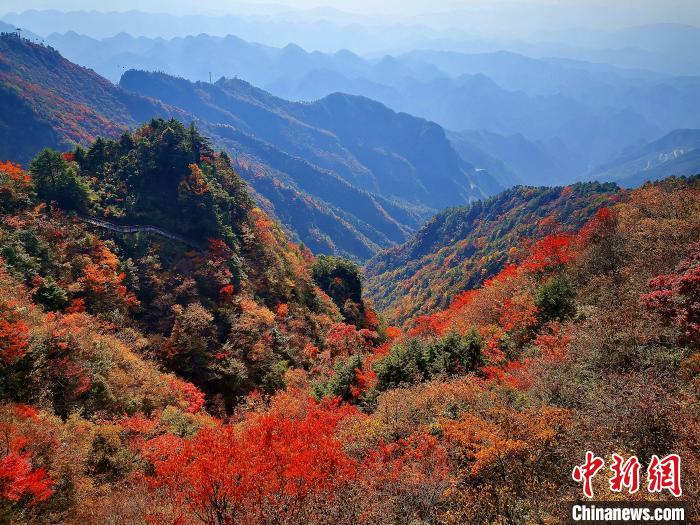 巴山大峽谷漫天紅葉?！埰?攝