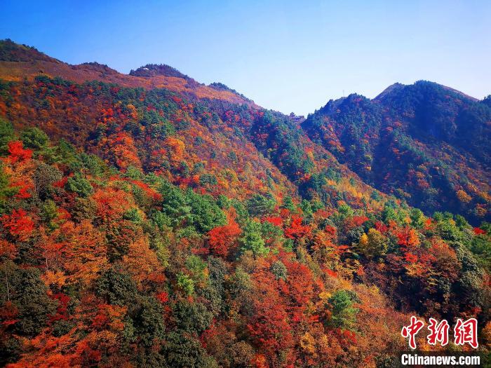 巴山大峽谷漫天紅葉?！埰?攝