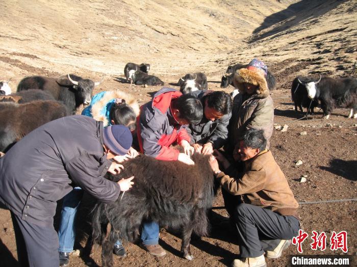 資料圖為研究團(tuán)隊(duì)在青南高原地區(qū)開展了牦牛寄生蟲病流行病學(xué)和防治技術(shù)研究?！?青海省畜牧獸醫(yī)科學(xué)院供圖
