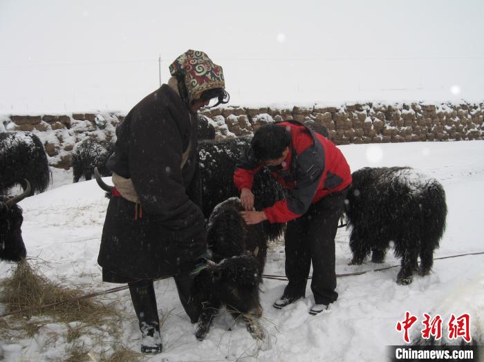 資料圖為研究團(tuán)隊(duì)在達(dá)日縣檢查牛背部皮蠅幼蟲感染情況?！?青海省畜牧獸醫(yī)科學(xué)院供圖