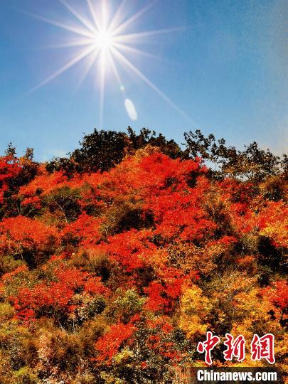 萬源市紅葉似火?！≈炱桨?攝