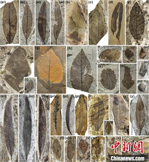 中始新世熱魯化石植物群(4500萬(wàn)–4000萬(wàn)年前)?！≈锌圃呵嗖馗咴?供圖