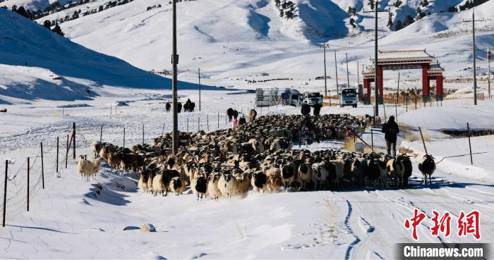 圖為村民在雪地上放牧?！《继m縣融媒體中心供圖