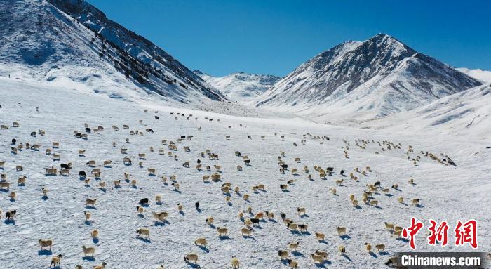 圖為羊群在雪地里覓食?！《继m縣融媒體中心供圖
