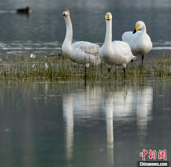 圖為三只大天鵝?！±钣穹?攝