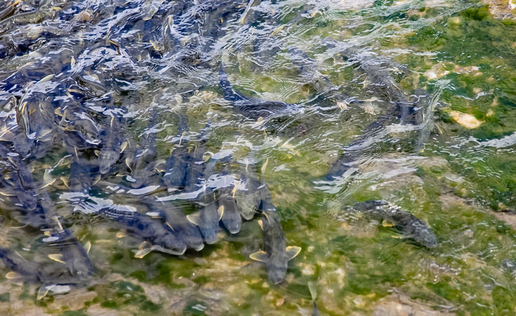 青海湖裸鯉（湟魚(yú)）洄游。周元峰攝