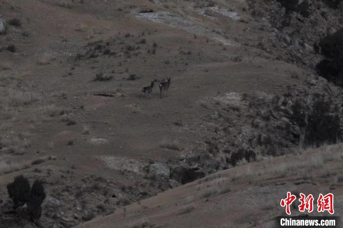 圖為兩只馬鹿在山坡上行走?！〔湃?攝