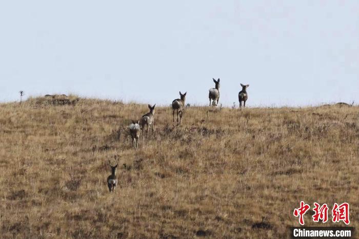 圖為狍鹿在山坡上漫步?！〔彭椖霞?攝