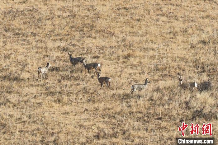 圖為狍鹿在山坡上覓食嬉戲?！〔彭椖霞?攝