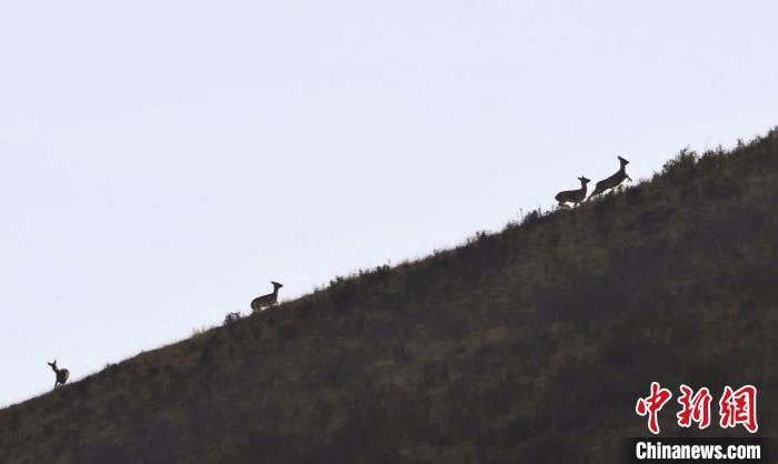 圖為狍鹿在山坡上漫步?！〔彭椖霞?攝