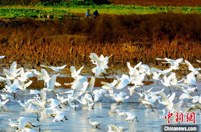 成都白鷺灣濕地公園?！“討?攝