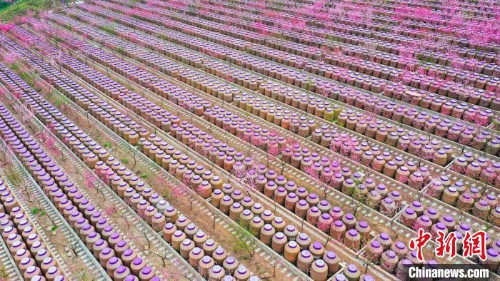 灼灼桃花惹人醉?！㈡?攝