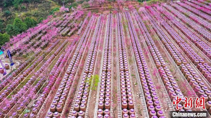 灼灼桃花惹人醉?！㈡?攝