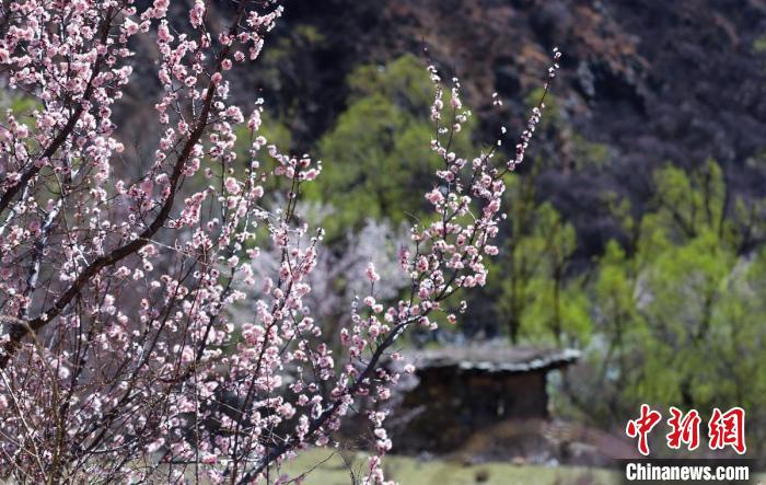 白玉縣河谷間盛開的桃花?！“子袢诿?攝