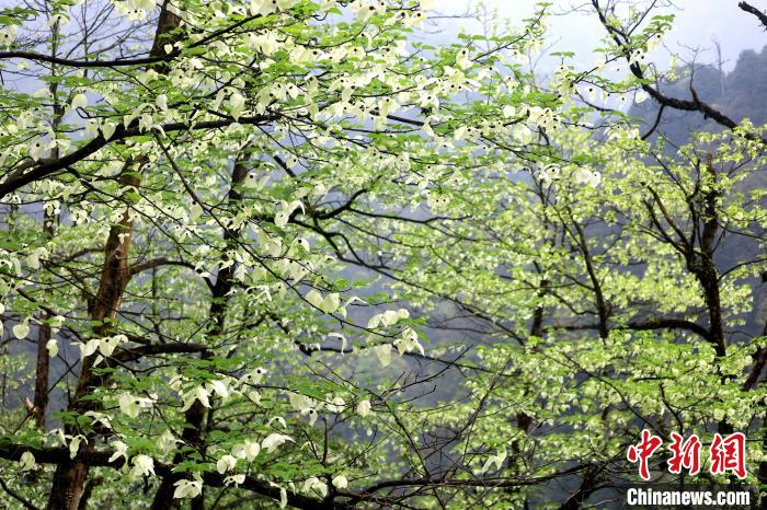 珙桐是1000萬年前新生代第三紀(jì)留下的孑遺植物，中國特有的樹種，是國家一級瀕危保護(hù)野生植物?！螚?攝