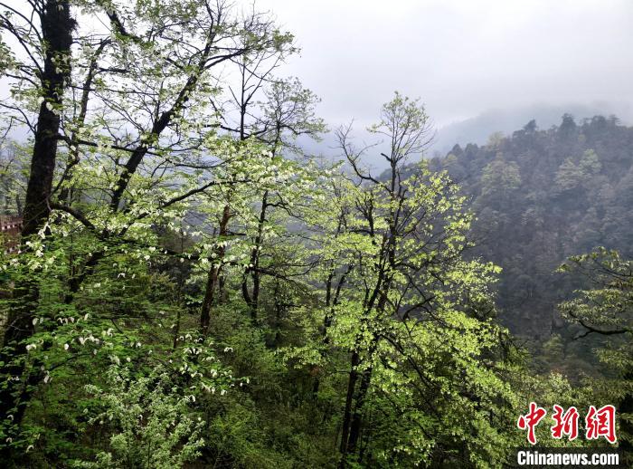 珙桐花朵潔白素雅，與青山雨霧融為一體。　呂楊 攝