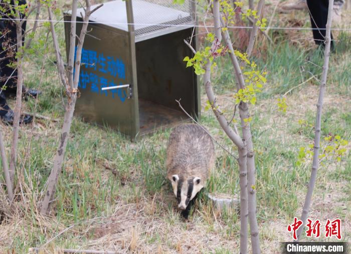 圖為西寧野生動物園救護的狗獾在西寧市放歸大自然?！●R銘言 攝