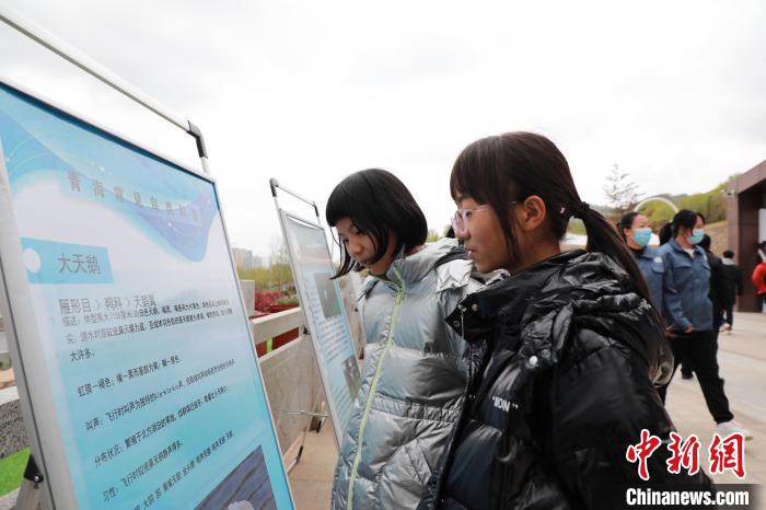 圖為學生通過展板了解青海常見鳥類?！●R銘言 攝