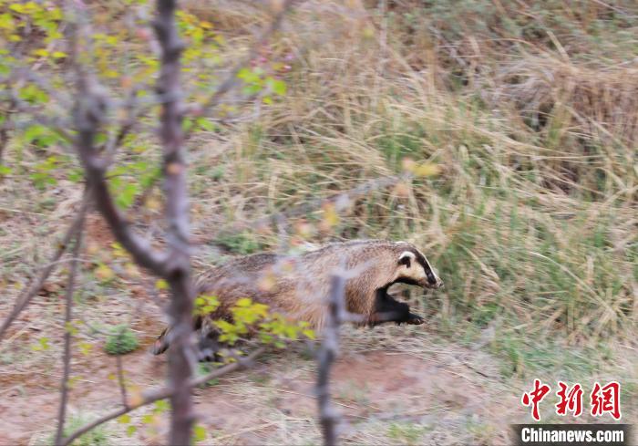 圖為西寧野生動物園救護的狗獾在西寧市放歸大自然。　馬銘言 攝