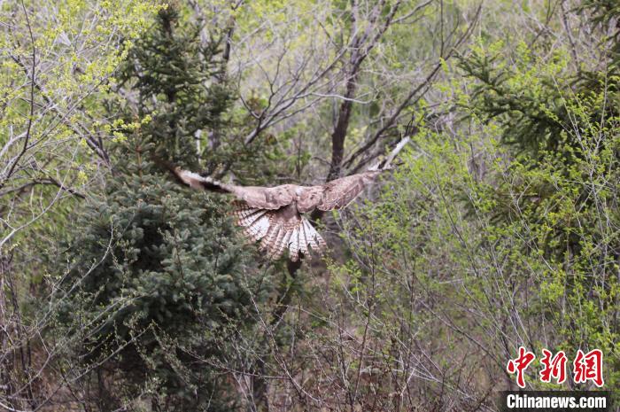 圖為西寧野生動物園救護的大鵟在西寧市放歸大自然?！●R銘言 攝