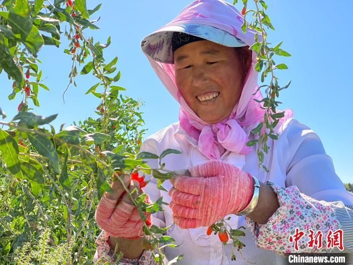 青海：現代農業(yè)產業(yè)園帶動20余萬農牧民增收