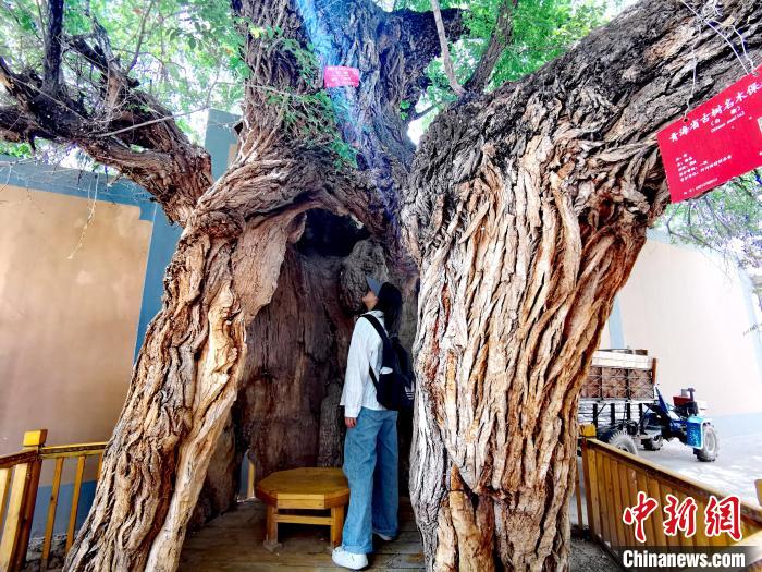 青海海東市阿河灘地質(zhì)文化村：古樹(shù)新枝、丹山碧水