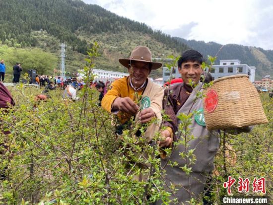 圖為當(dāng)?shù)剞r(nóng)牧民進(jìn)行藏雪茶采摘比賽?！⊥鮿x 攝