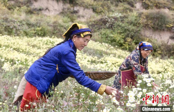 黑水村民在采摘杭白菊。桐鄉(xiāng)市宣傳部提供