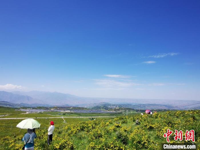2020年07月07日拍攝于臨夏州積石山縣境內(nèi)，生態(tài)環(huán)境逐漸恢復(fù)，小黃花開遍山間。(資料圖) 殷春永 攝