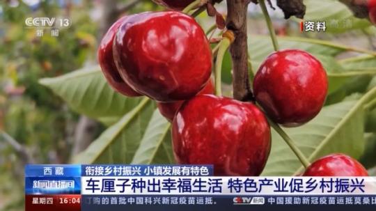 種蘑菇、養(yǎng)駱駝...。。特色產(chǎn)業(yè)助力鄉(xiāng)村振興走新路