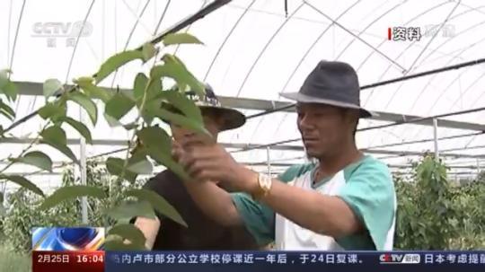 種蘑菇、養(yǎng)駱駝...。。特色產(chǎn)業(yè)助力鄉(xiāng)村振興走新路